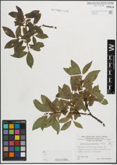 Foto von Salix mielichhoferi Saut.